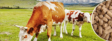 Линии по производству корма для животных